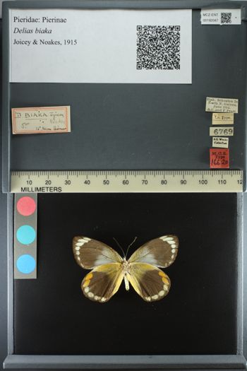 Media type: image;   Entomology 192047